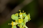 Cypress spurge