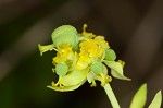 Cypress spurge