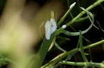 Cypress spurge