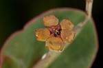 Greater Florida spurge