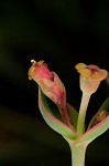 Greater Florida spurge