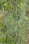 Greater Florida spurge