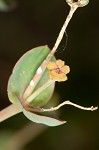 Greater Florida spurge