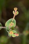 Greater Florida spurge