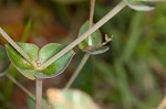 Greater Florida spurge