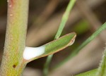 Greater Florida spurge