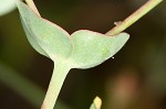 Greater Florida spurge