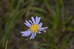 Southern pine aster