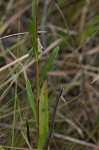 Southern pine aster