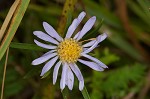 Southern pine aster