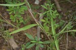 Southern pine aster