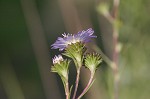 Southern pine aster