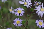 Southern pine aster