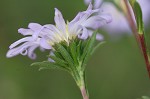 Southern pine aster