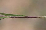 Southern pine aster