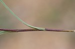 Southern pine aster