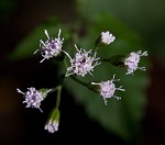 Pink thoroughwort