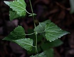 Pink thoroughwort