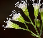 Pink thoroughwort