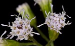 Pink thoroughwort