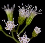 Pink thoroughwort