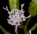 Pink thoroughwort