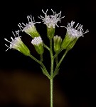 Pink thoroughwort