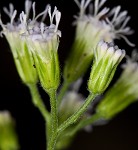 Pink thoroughwort