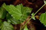 Pink thoroughwort