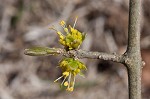 Eastern swamp privet