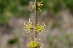 Eastern swamp privet