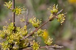 Eastern swamp privet