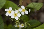 Wild strawberry