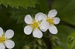 Wild strawberry