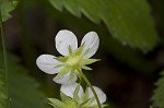 Wild strawberry