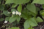 Wild strawberry