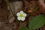 Wild strawberry