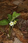 Wild strawberry