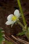 Wild strawberry