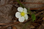 Wild strawberry