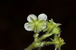 Wild strawberry