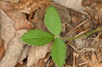 Wild strawberry