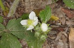 Wild strawberry