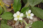 Wild strawberry