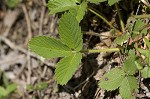 Wild strawberry