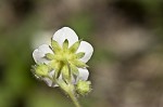 Wild strawberry