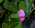 Eastern milkpea