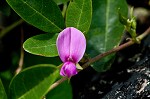 Eastern milkpea