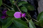 Eastern milkpea