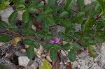 Eastern milkpea